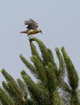 Eastern Meadowlark 0875